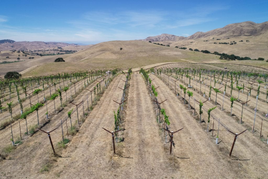 Paicines Ranch Aerial of Vineyard