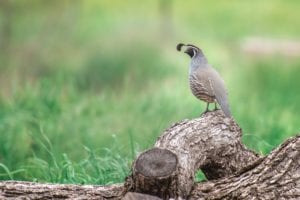 California Quail by Alicia Arcidiacono