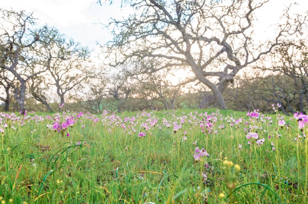 Blue Dick Flowers in Spring at Paicines Ranch