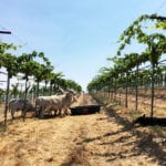 Sheep in Budding Paicines Vineyard