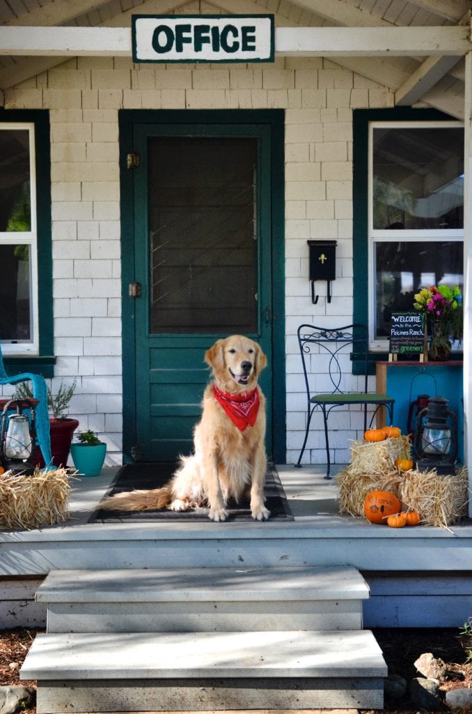 Event Center Office with Dog