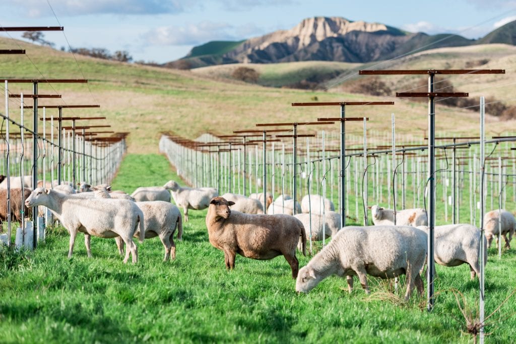 Sheep Grazing Paicines Ranch Vineyard
