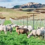 Sheep Grazing Paicines Ranch Vineyard