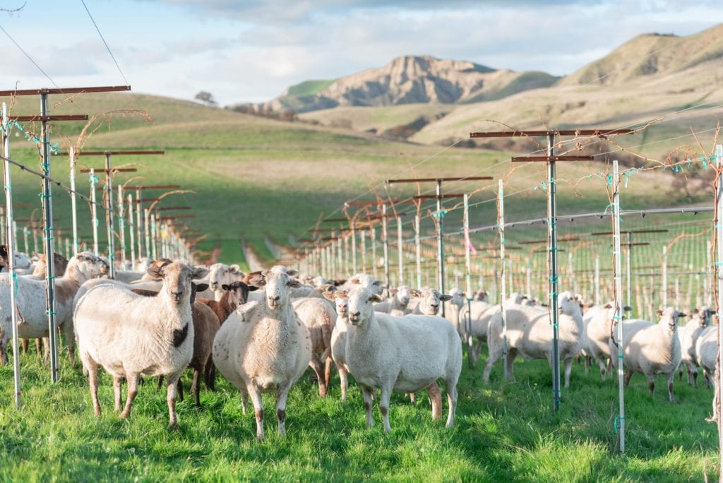 Sheep Grazing Paicines Ranch Vineyard by Alicia Arcidiacono