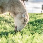 Sheep Grazing Paicines Ranch Vineyard