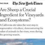 READ: New York Times / The Pour article by Eric Asimov - Are Sheep a Crucial Ingredient for Vineyards and Ecosystems?