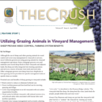 READ: Vineyard Design for Sheep Grazing, The Crush / California Association of Winegrape Growers