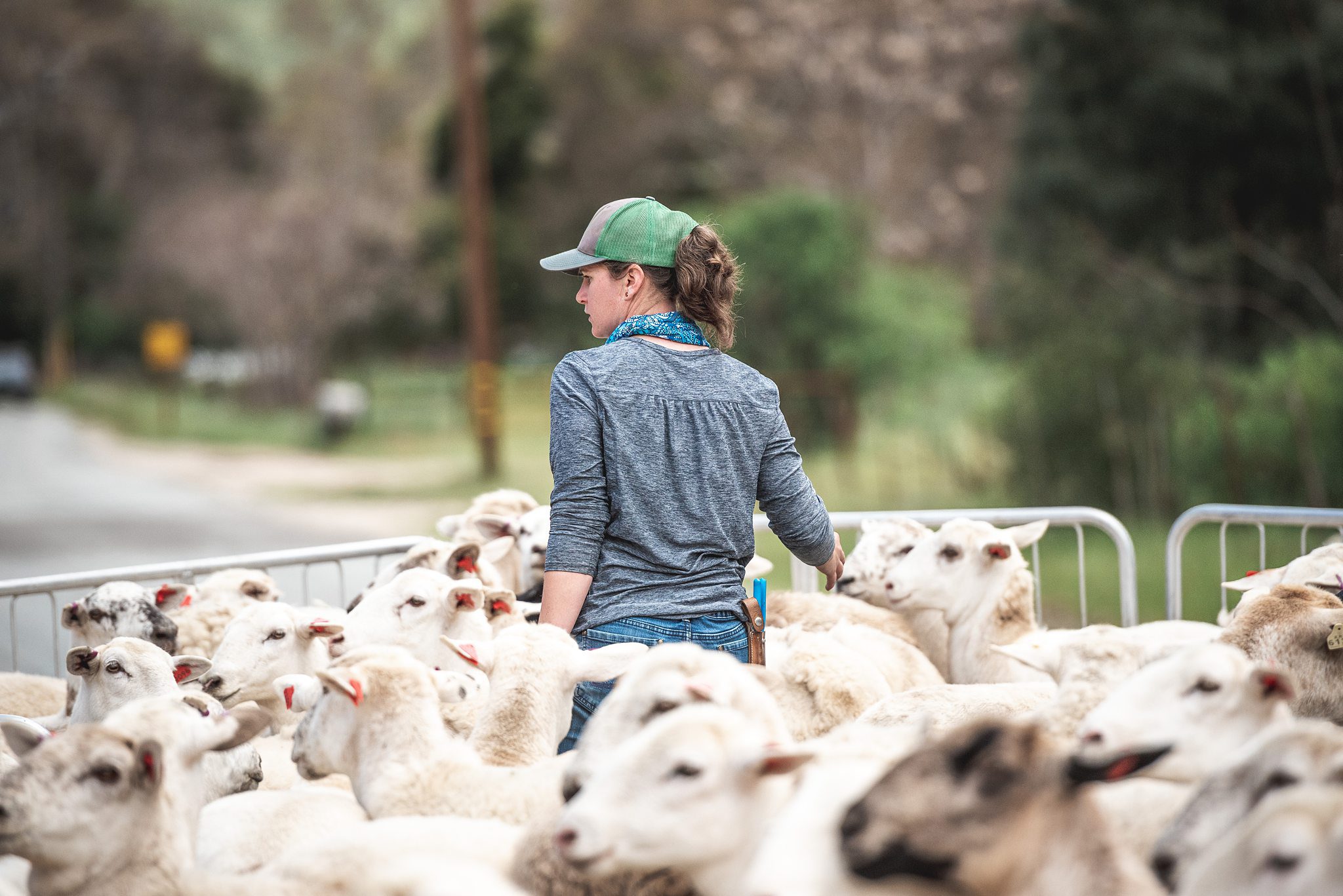 Calera Sheep Move-20200407-ACA_1026_by_Alicia_Arcididiacono.