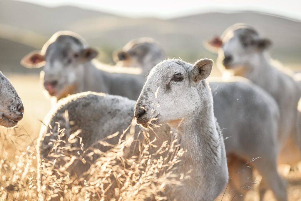 Sheep Rams by_Alicia_Arcididiacono