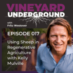 LISTEN: Vineyard Underground / Fritz Westover - Using Sheep in Regenerative Agriculture with Kelly Mulville