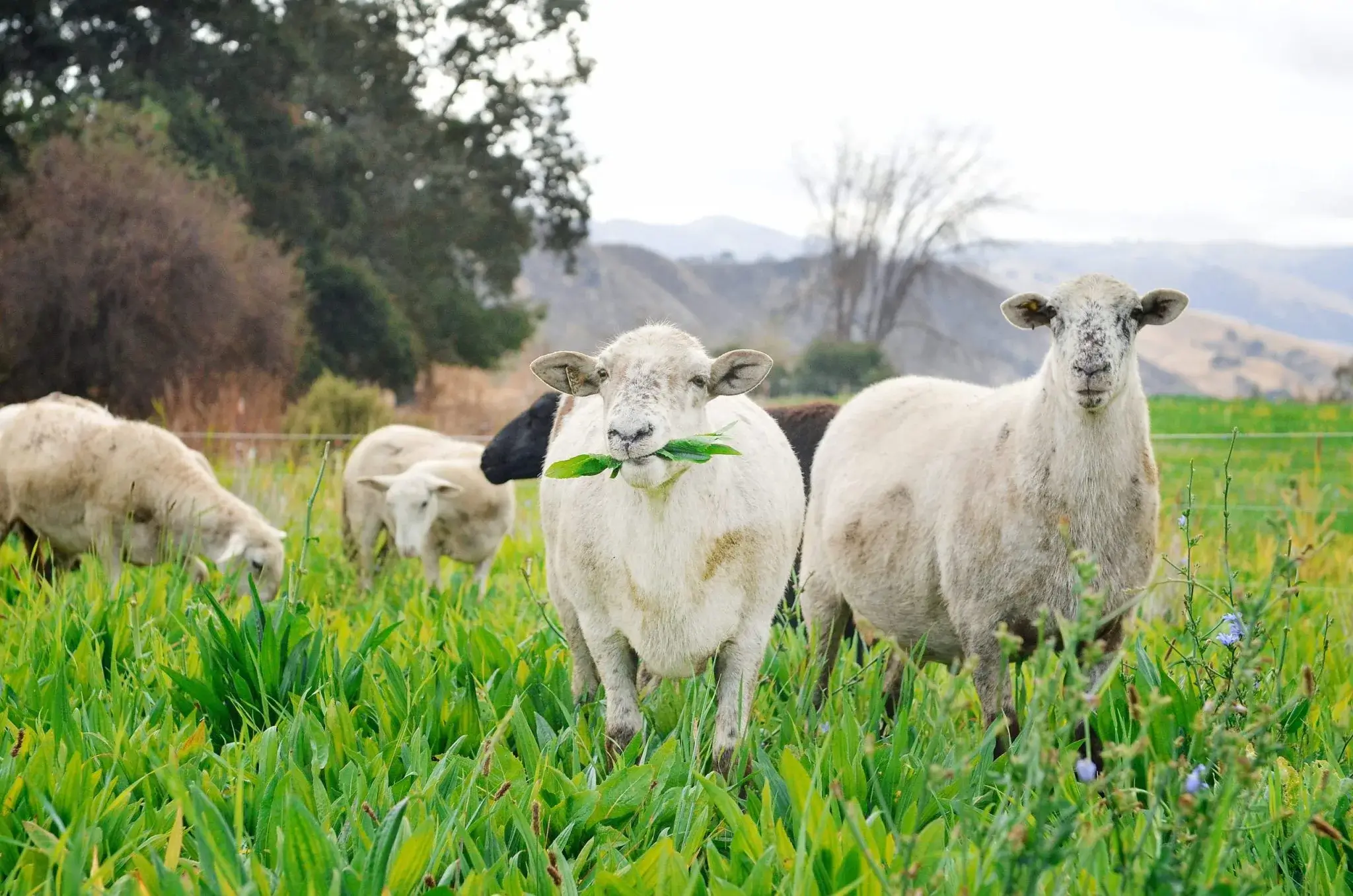 HOME-banner-PaicinesRanchSheepHerd2017-11-03ACA_5024-scaled-1