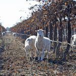 READ: Grape & Wine Magazine - What’s Old is New: Growers look to wooly weed eaters to help economically and ecologically augment vineyard management