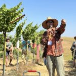 READ: Edible Monterey - Grape Escape: Organic Viticulture in The Santa Cruz Mountains 