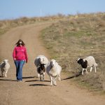 READ: Noble Research Institute - Pairing Grape Vines with Grazing