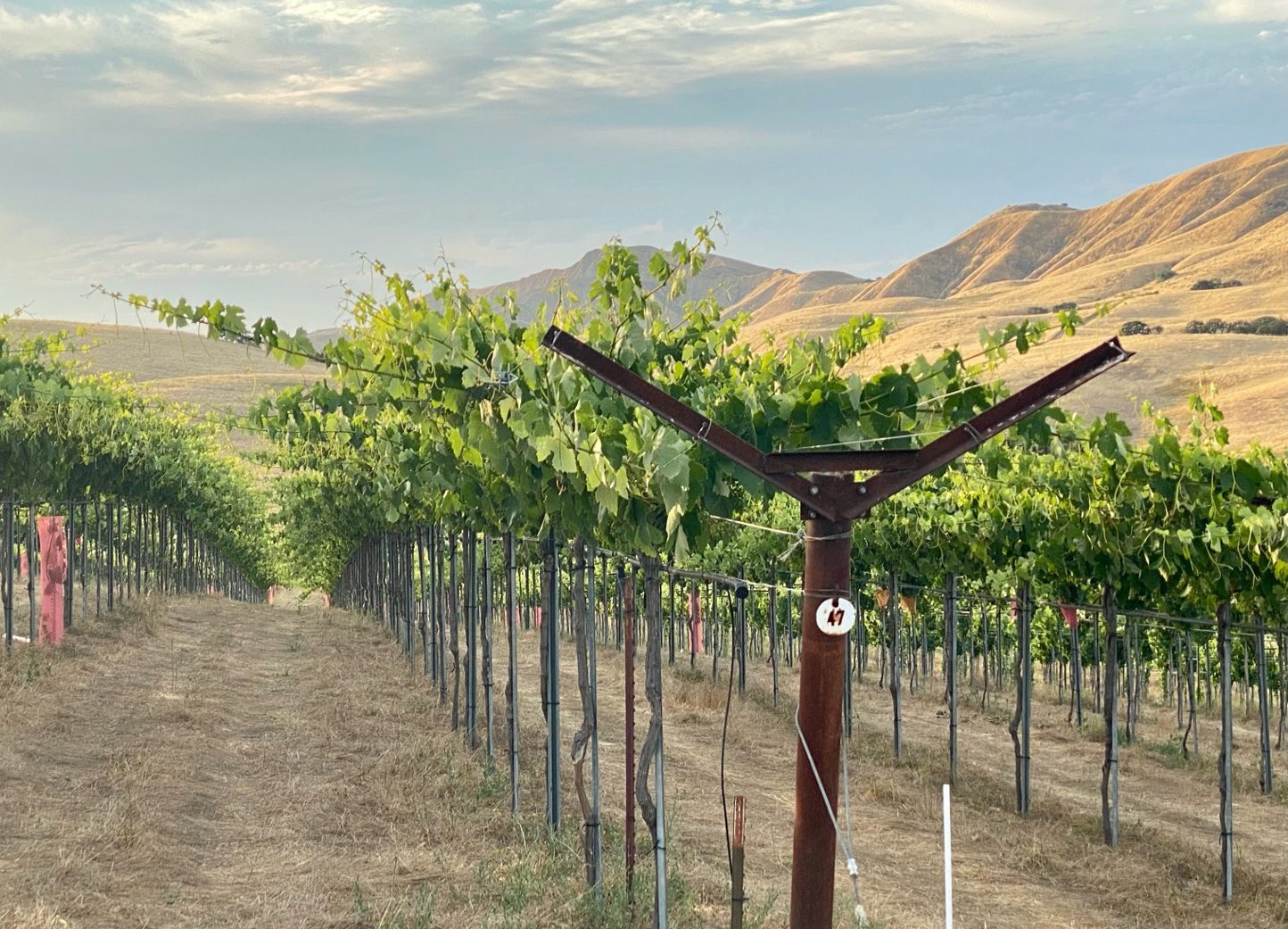 PR vineyard Kelly favorite