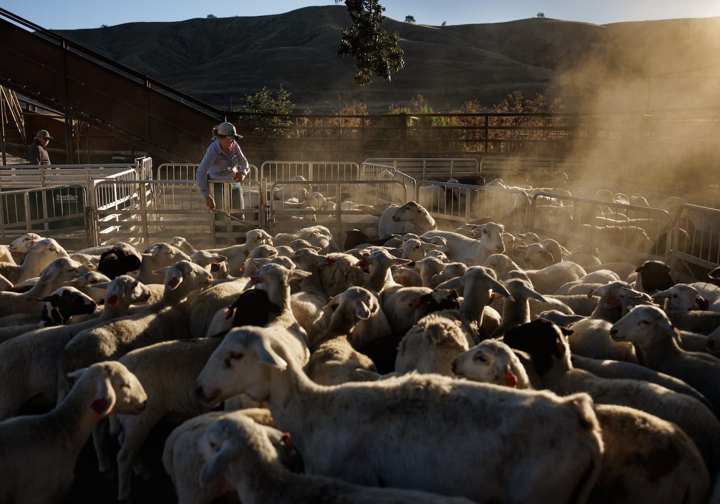 2026_07_16_RM_PaicinesRanch_SheepSorting_018_web