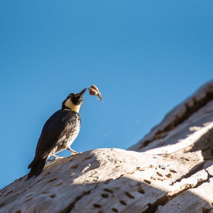 Acorn Woodpecker