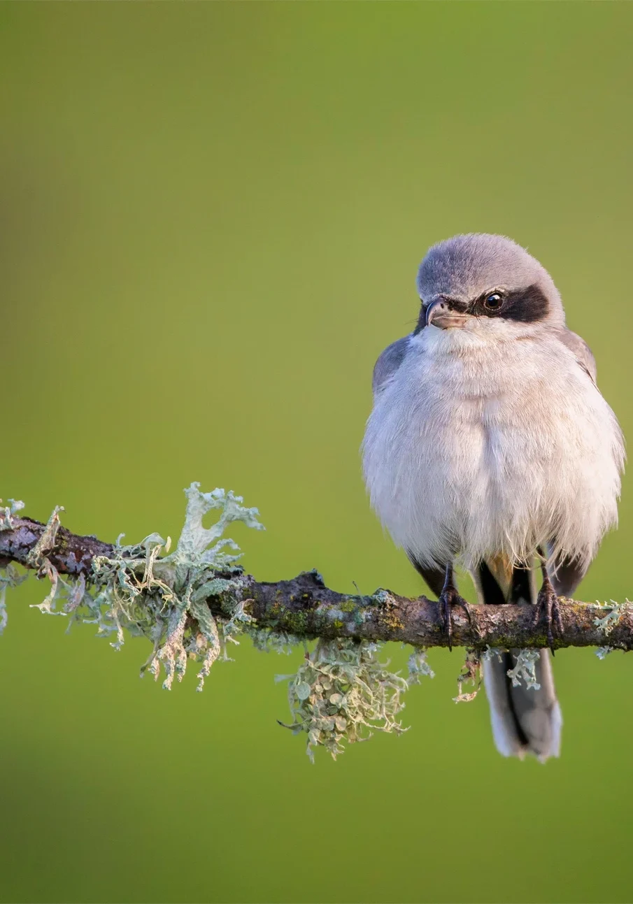 Aud_APA-2019_Loggerhead-Shrike_P1_9754-1_Photo-Donald-Quintana.jpg