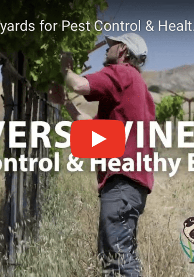 Biodiversity in Vineyards