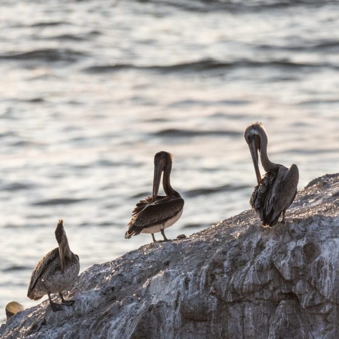 Brown Pelicans Chasing Chickadees Photography ACA_4076