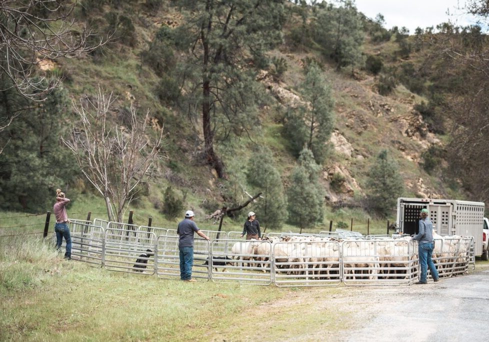 Calera Sheep Move-by_Alicia_Arcididiacono