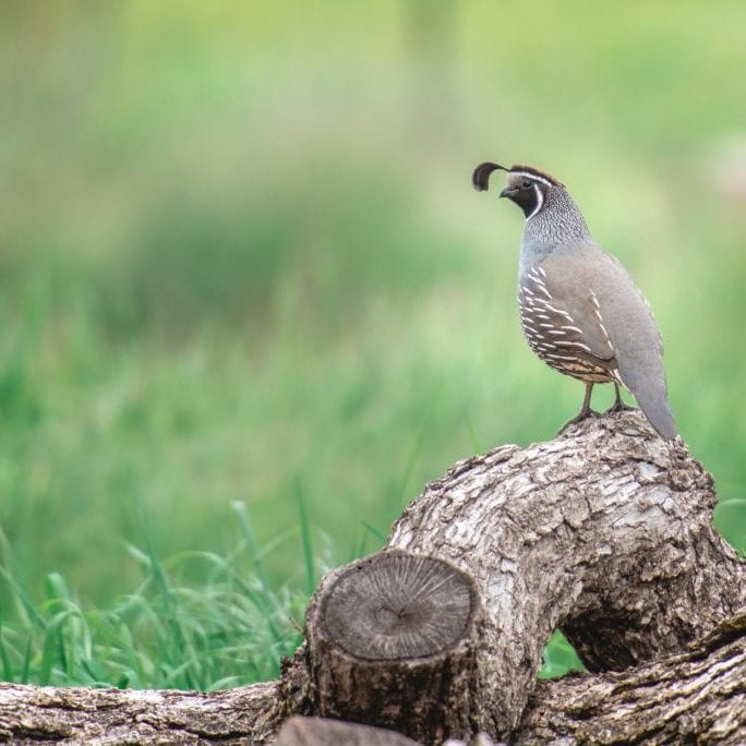 California Quail by Alicia Arcidiacono