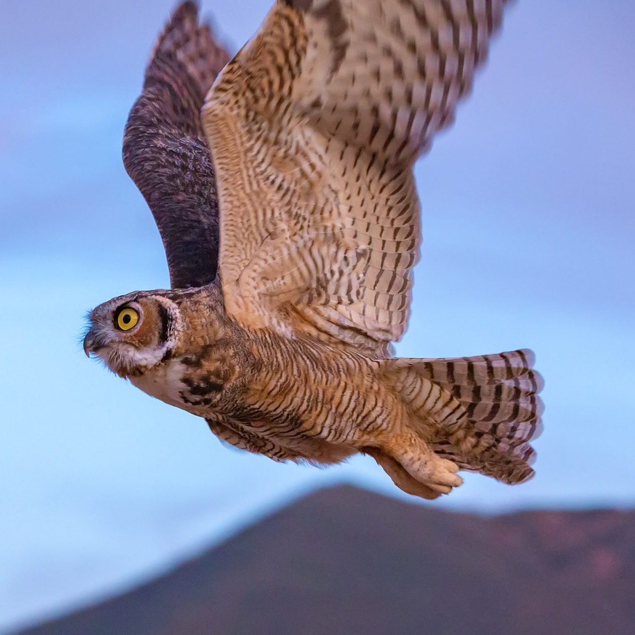 Great Horned Owl flying
