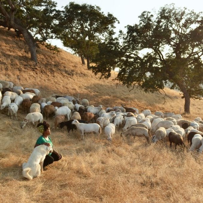 Shepherdess among sheep Paicines Ranch by Alicia Arcidiacono