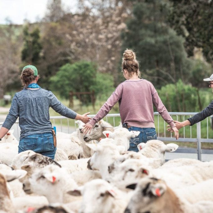 The Paicines shepherdesses work together penning the sheep flock.