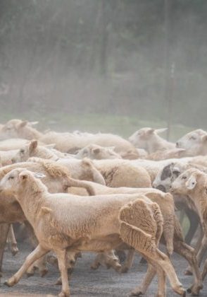 PicenesRanchSheep-629x420