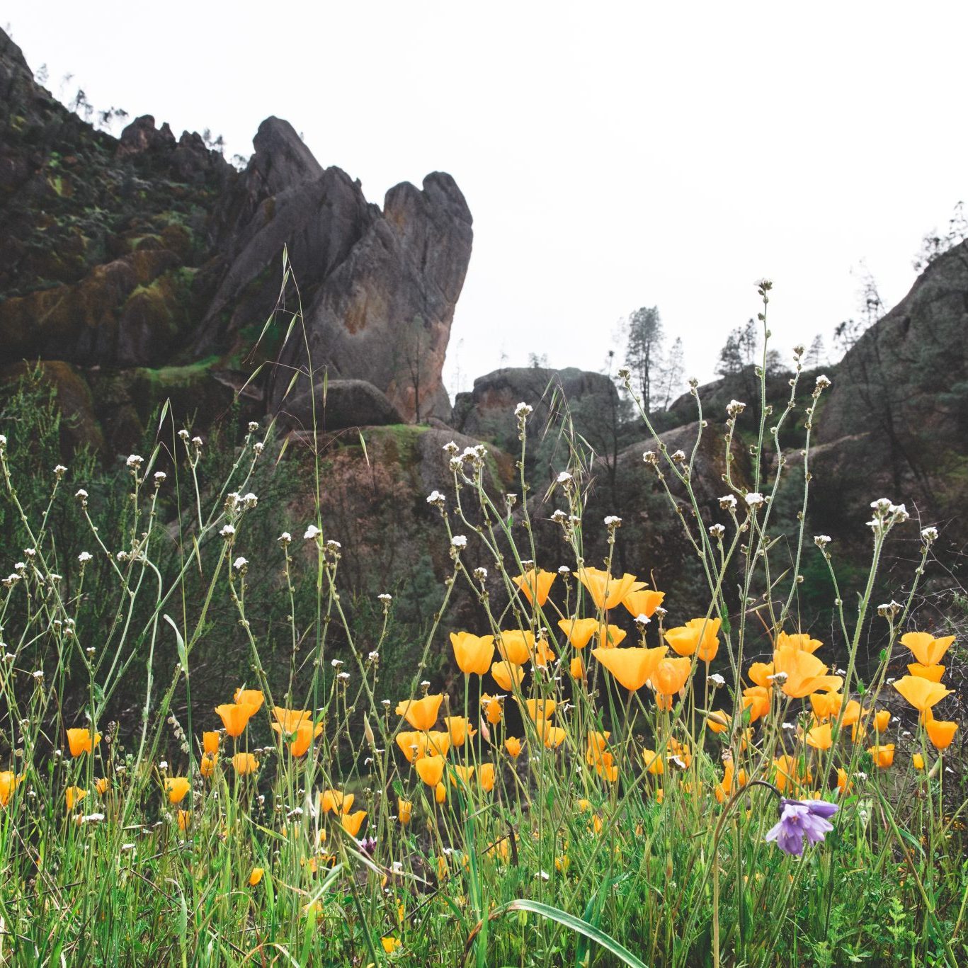 Wildflowers on full display in spring at Pinnacles