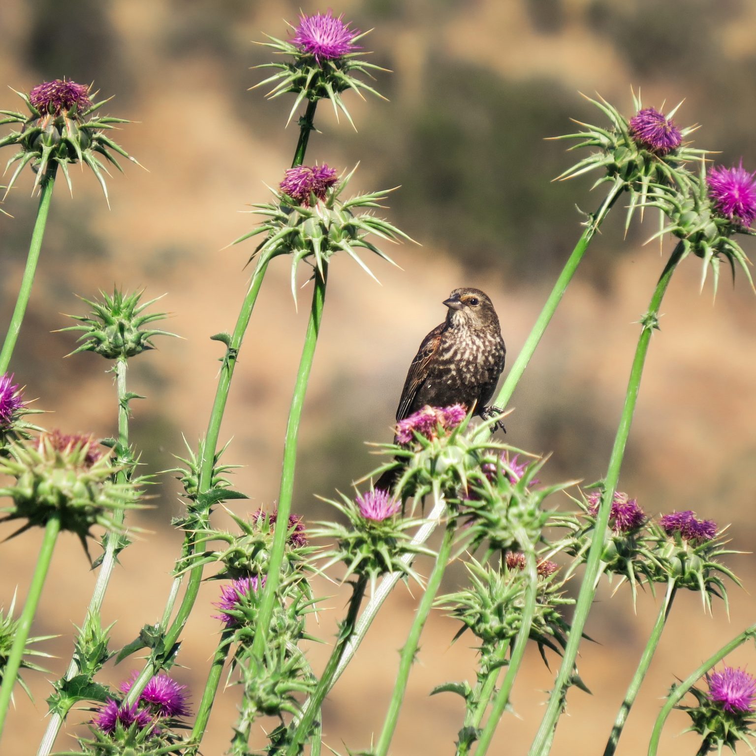 Red-Winged Blackbird sitting on wildflowers