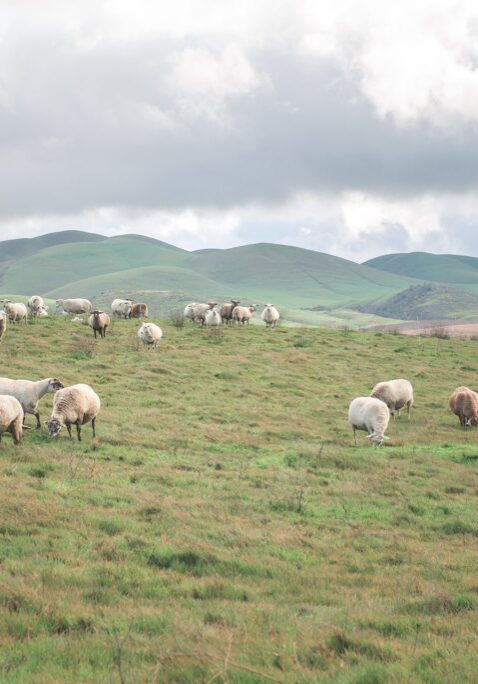 Sheep Rain- 20190214-by_Alicia_Arcididiacono
