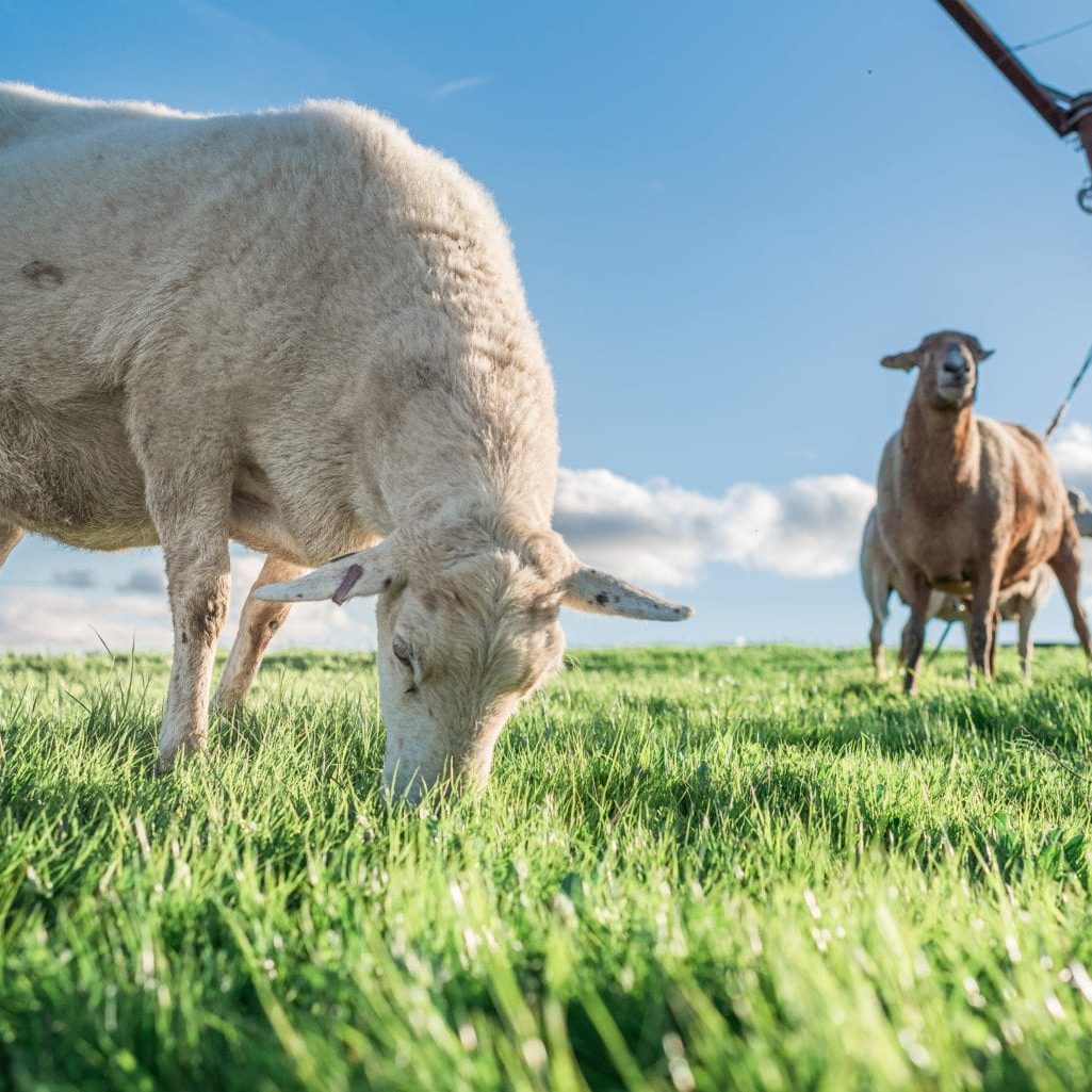 Sheep in Vineyard-1206