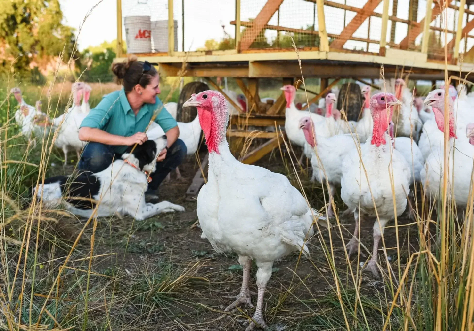 Turkeys-and-Martha-20210628-CCP_0599-scaled-1