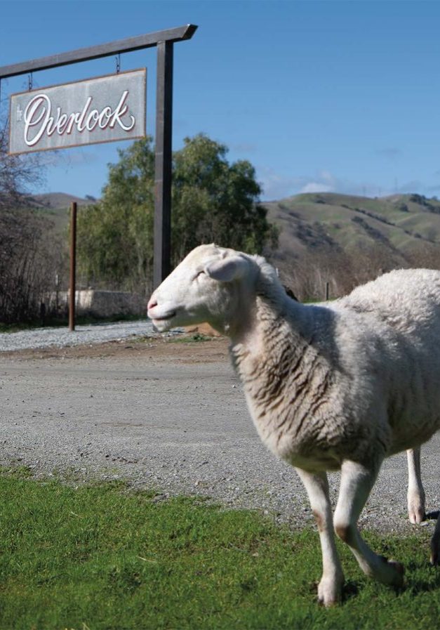 paicines-ranch-sheep